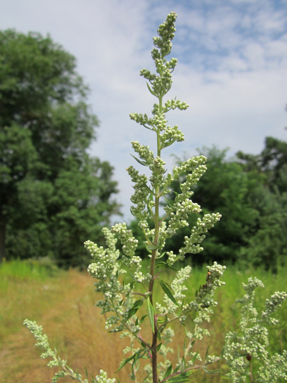 Artemisia vulgaris