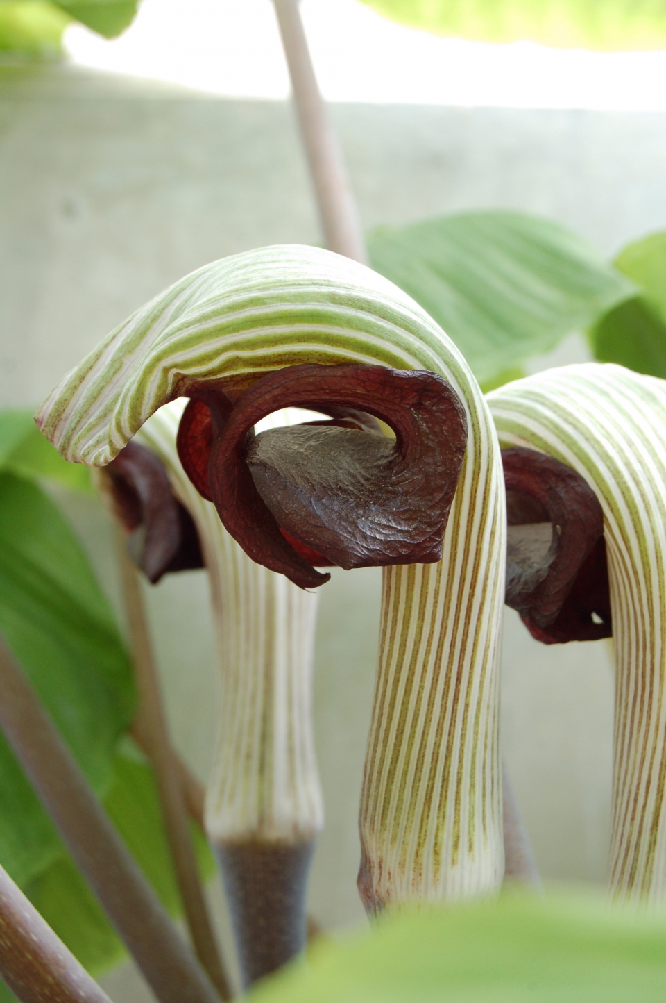 Arisaema ringens