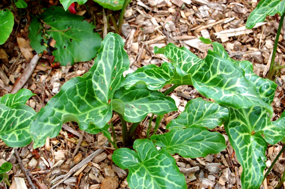 Arum italicum