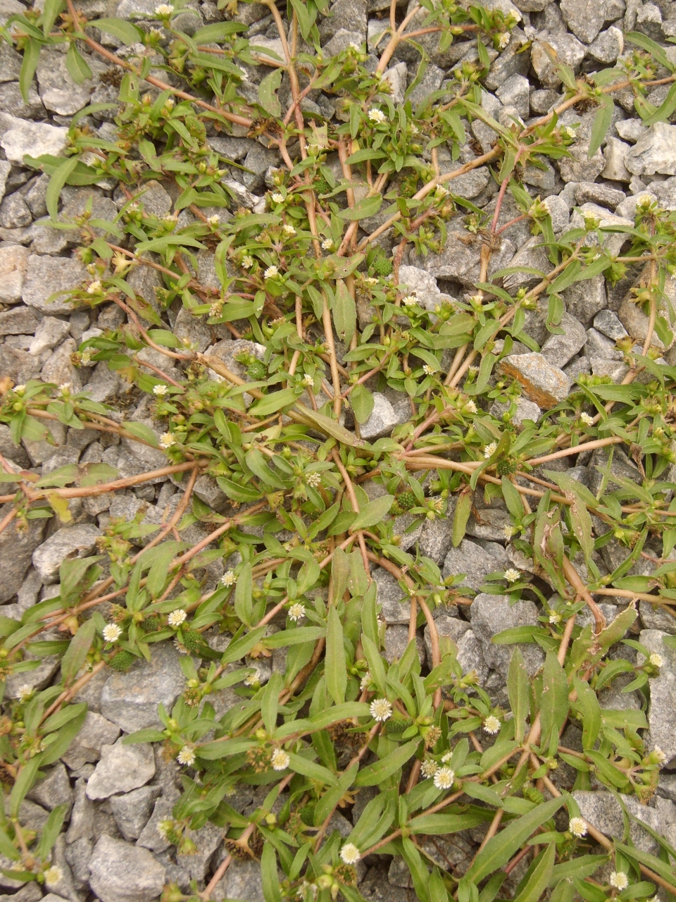 Eclipta prostrata