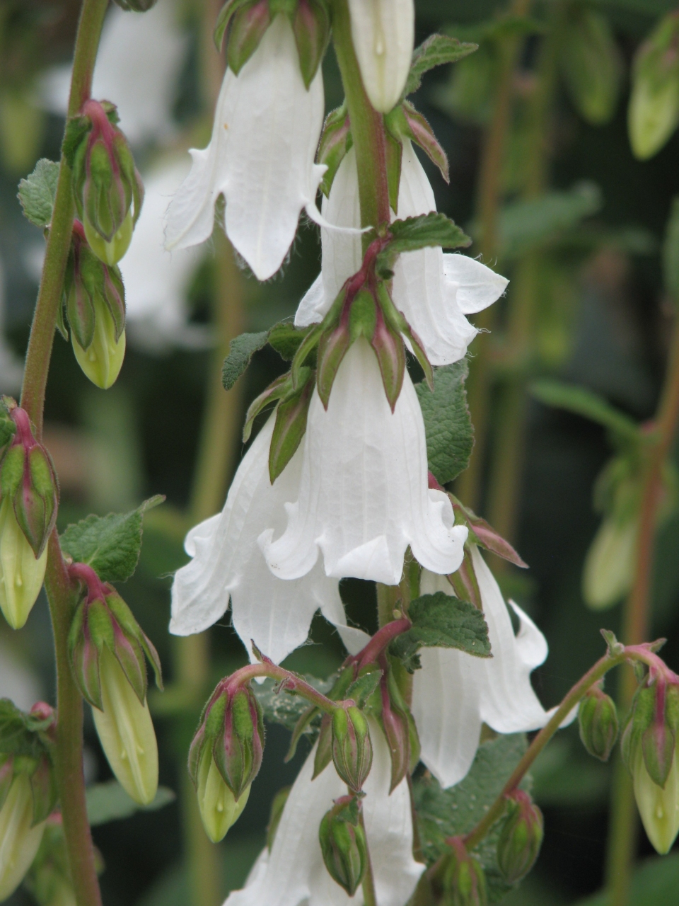 Campanula alliariifolia