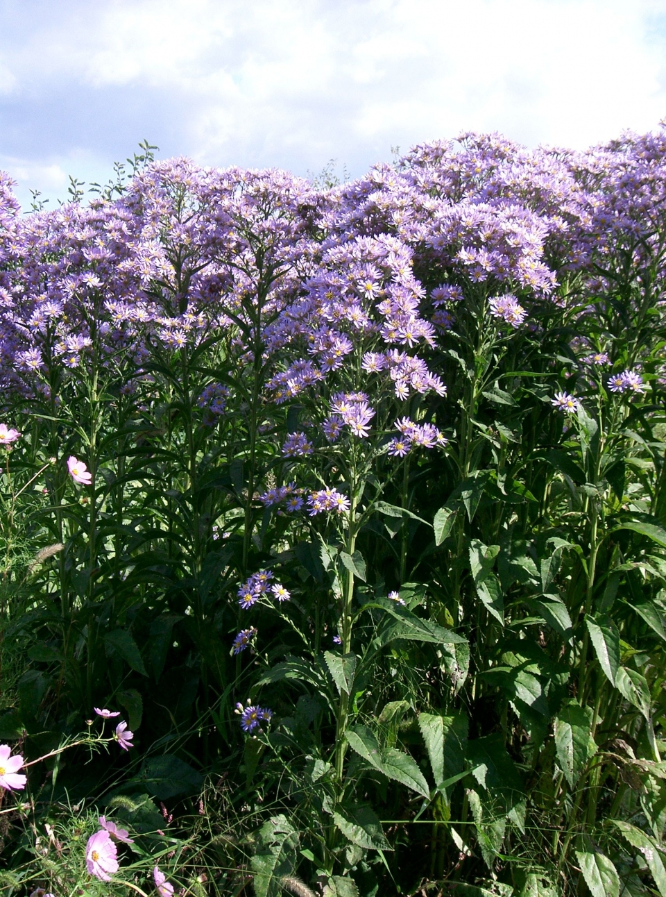 Aster tataricus