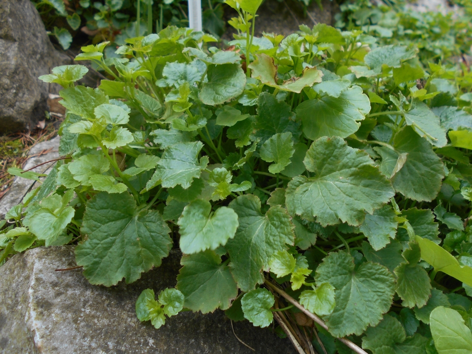 Campanula garganica