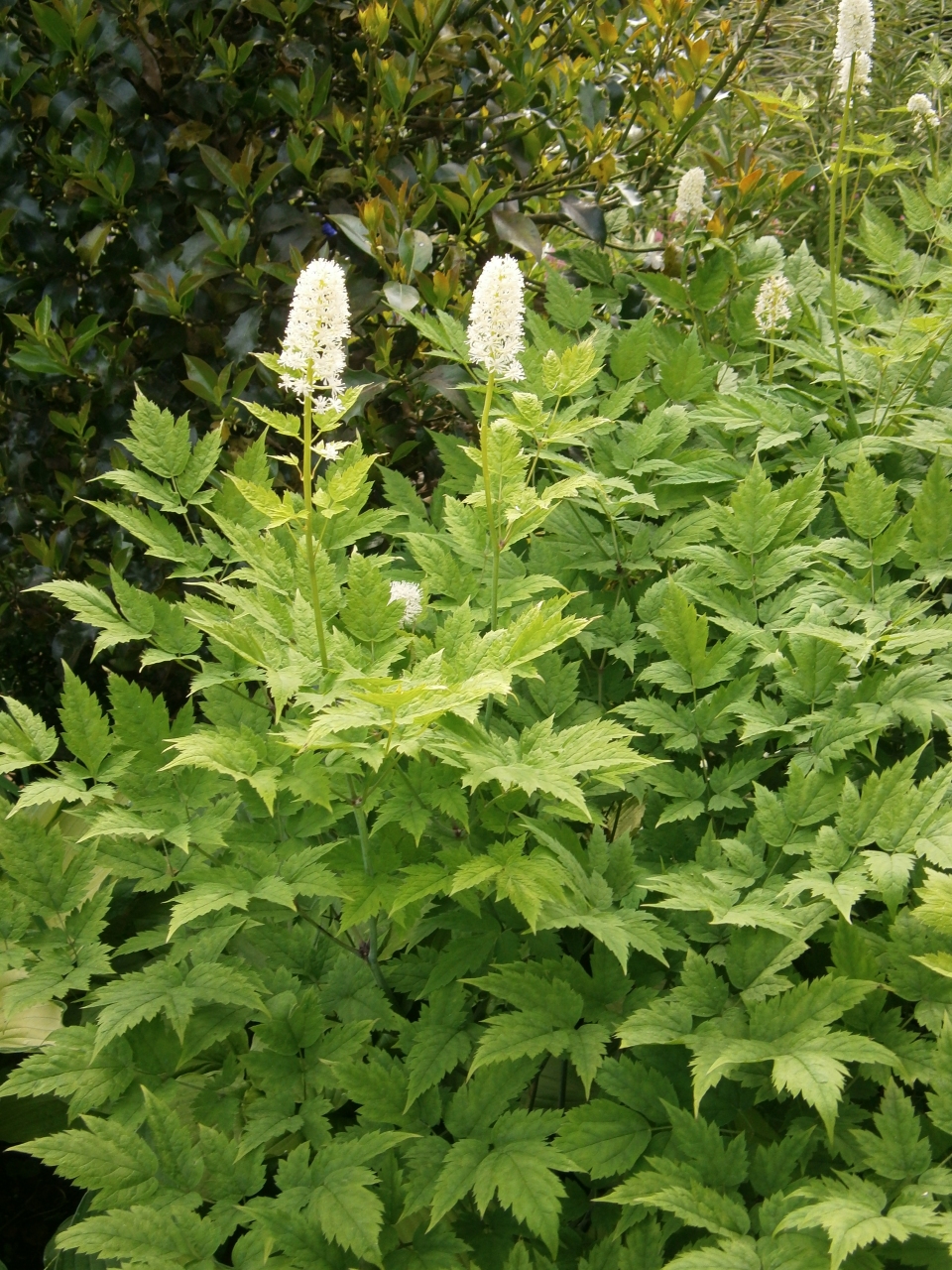 Actaea pachypoda