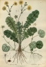 Rubus calycinus