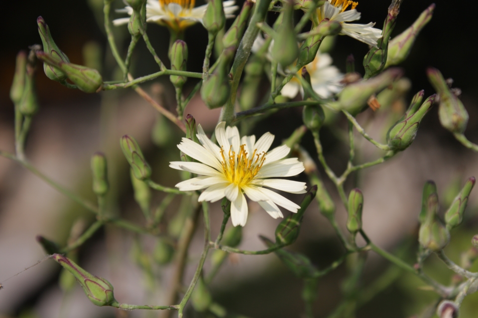 Lactuca indica