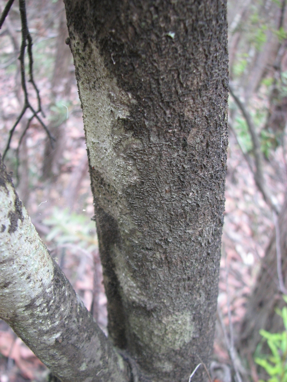 Banksia marginata