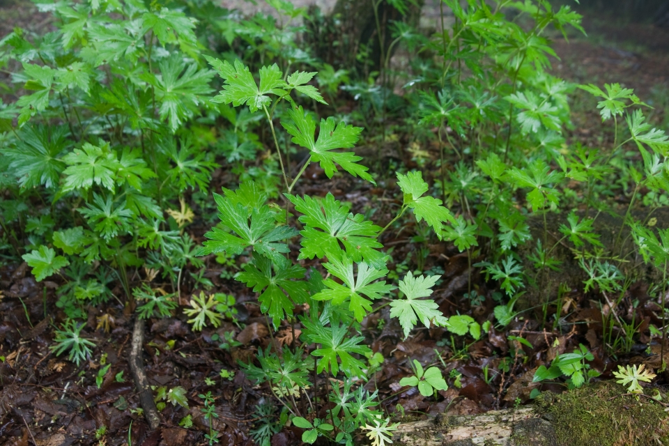 Aconitum japonicum