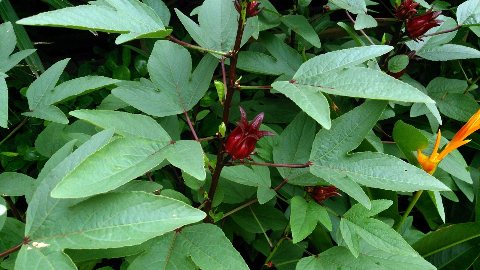 Hibiscus sabdariffa