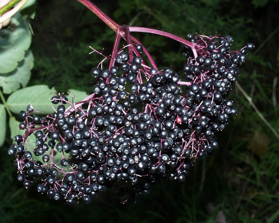 Sambucus canadensis