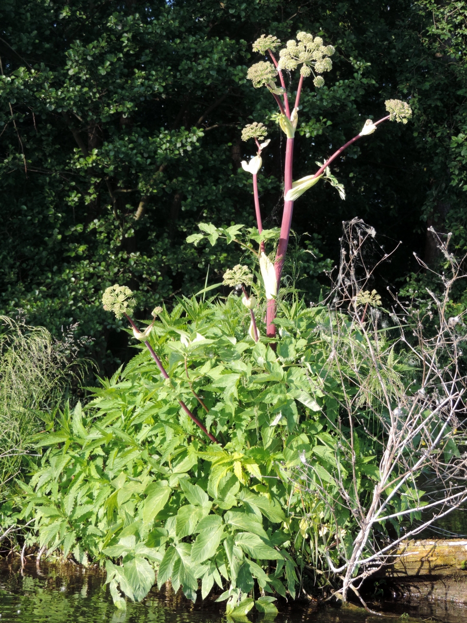 Angelica archangelica