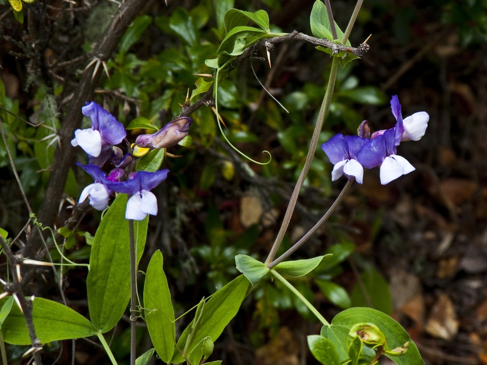 Lathyrus magellanicus