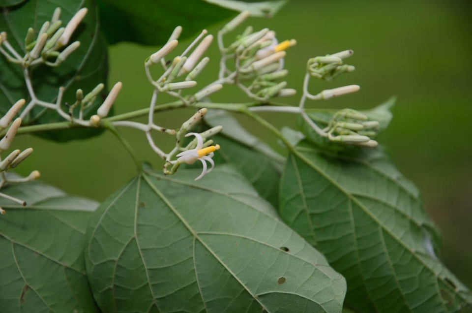 Alangium chinense