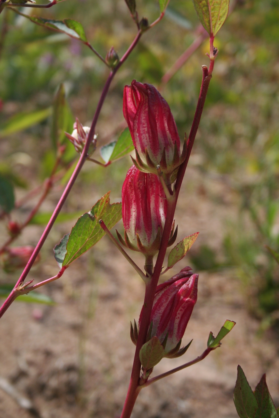 Hibiscus sabdariffa