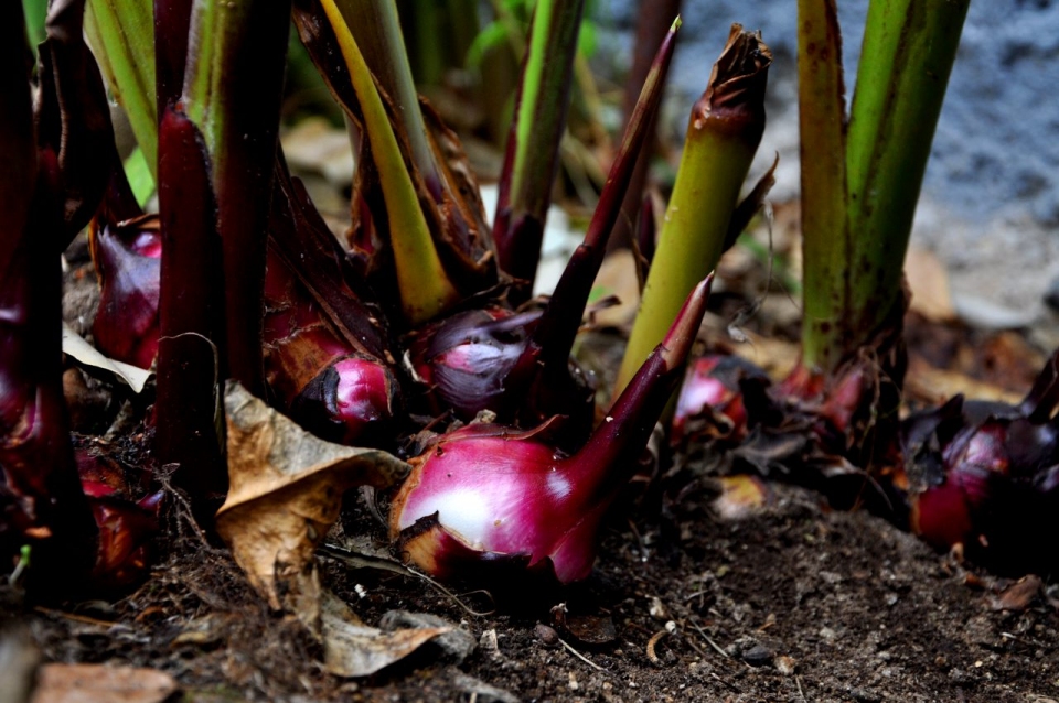 Canna indica