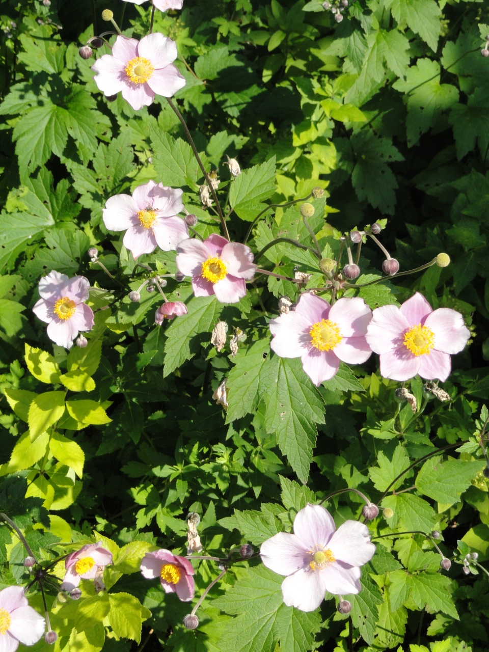 Anemone vitifolia