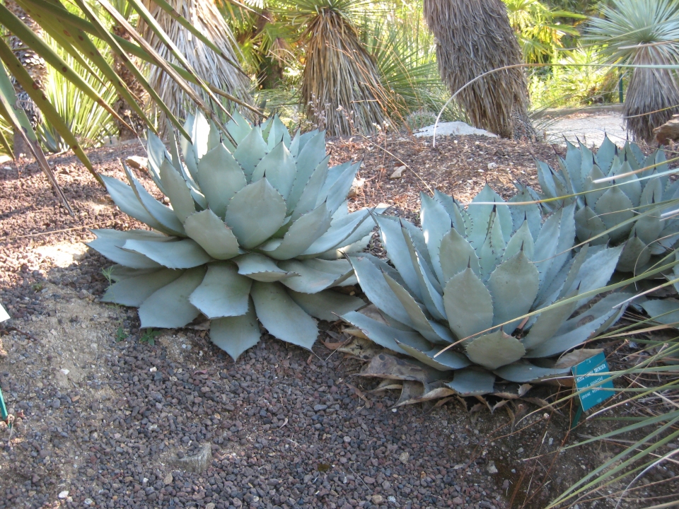 Agave parryi