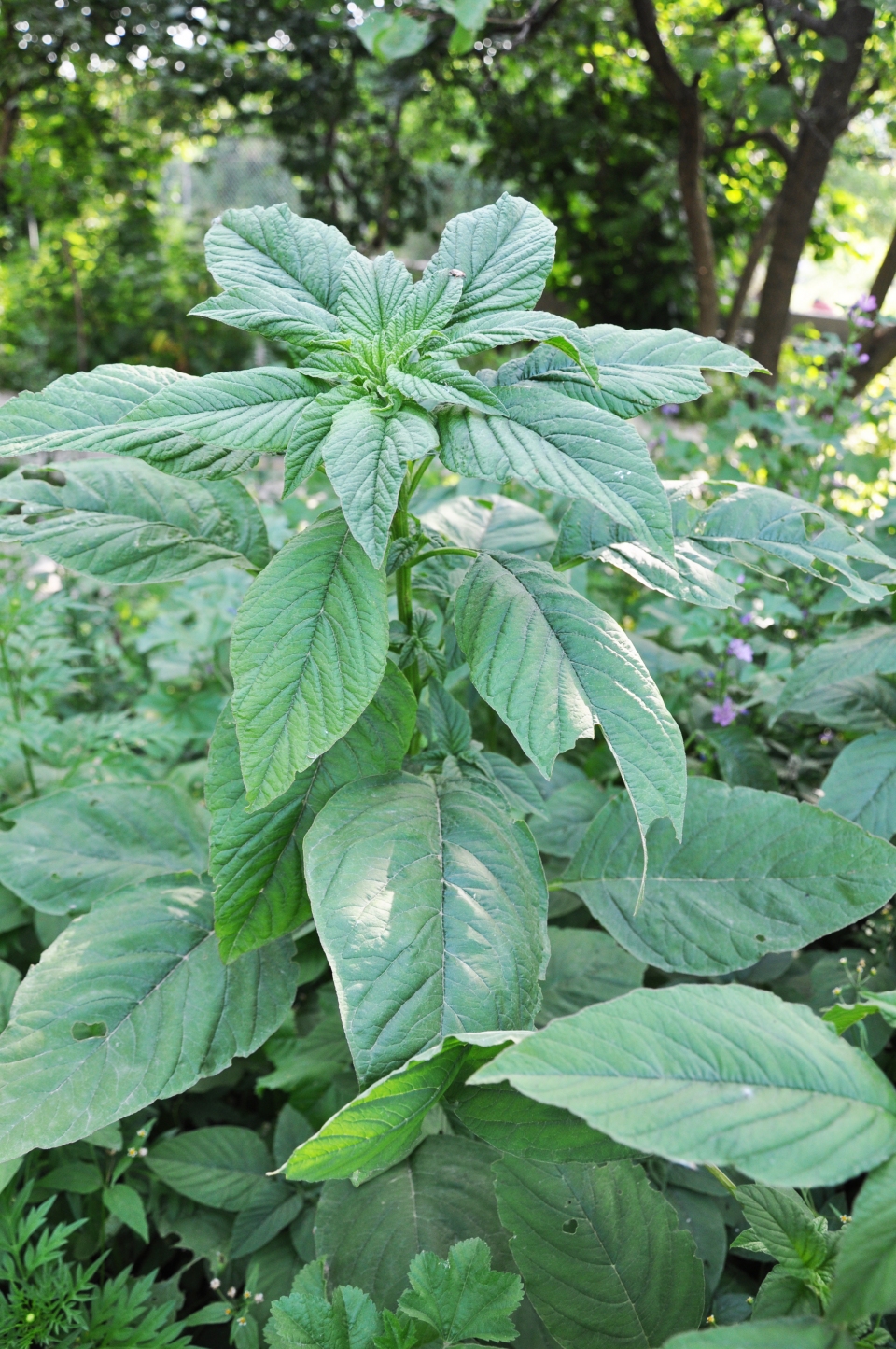 Amaranthus blitum