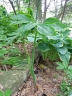 Arisaema dracontium