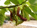 Morus macroura