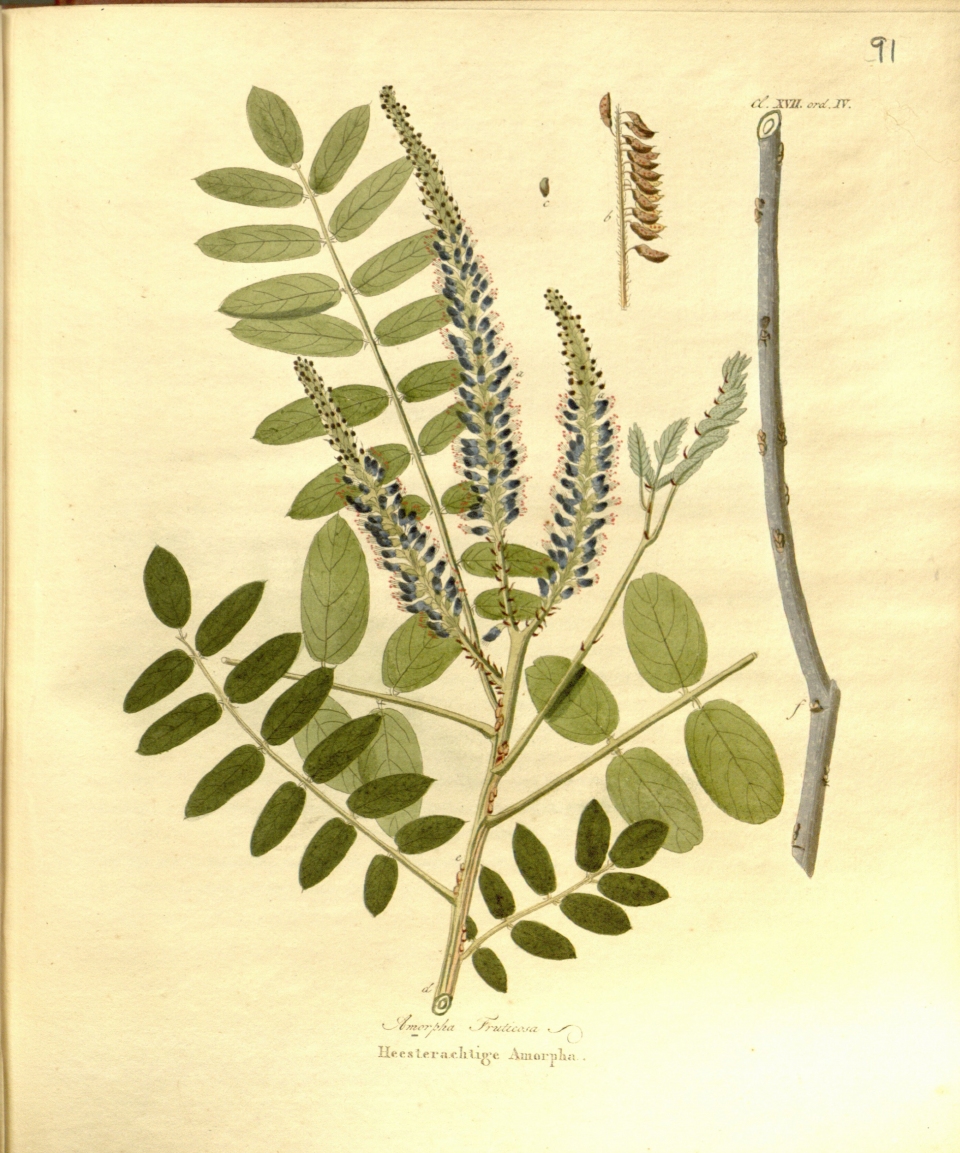 Amorpha fruticosa