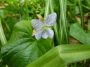 Viola sororia