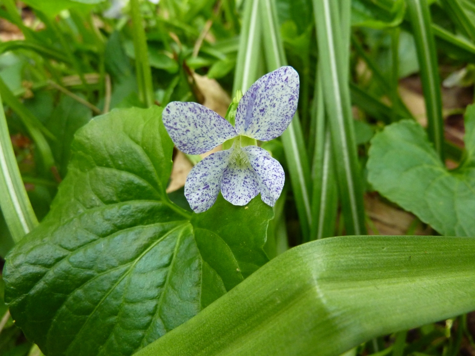 Viola sororia