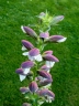 Acanthus mollis