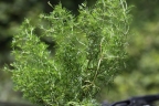 Tagetes filifolia