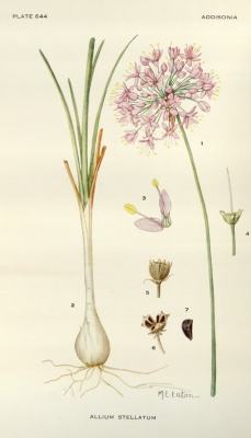 Allium stellatum