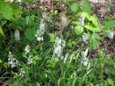 Camassia scilloides