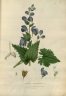 Aconitum heterophyllum