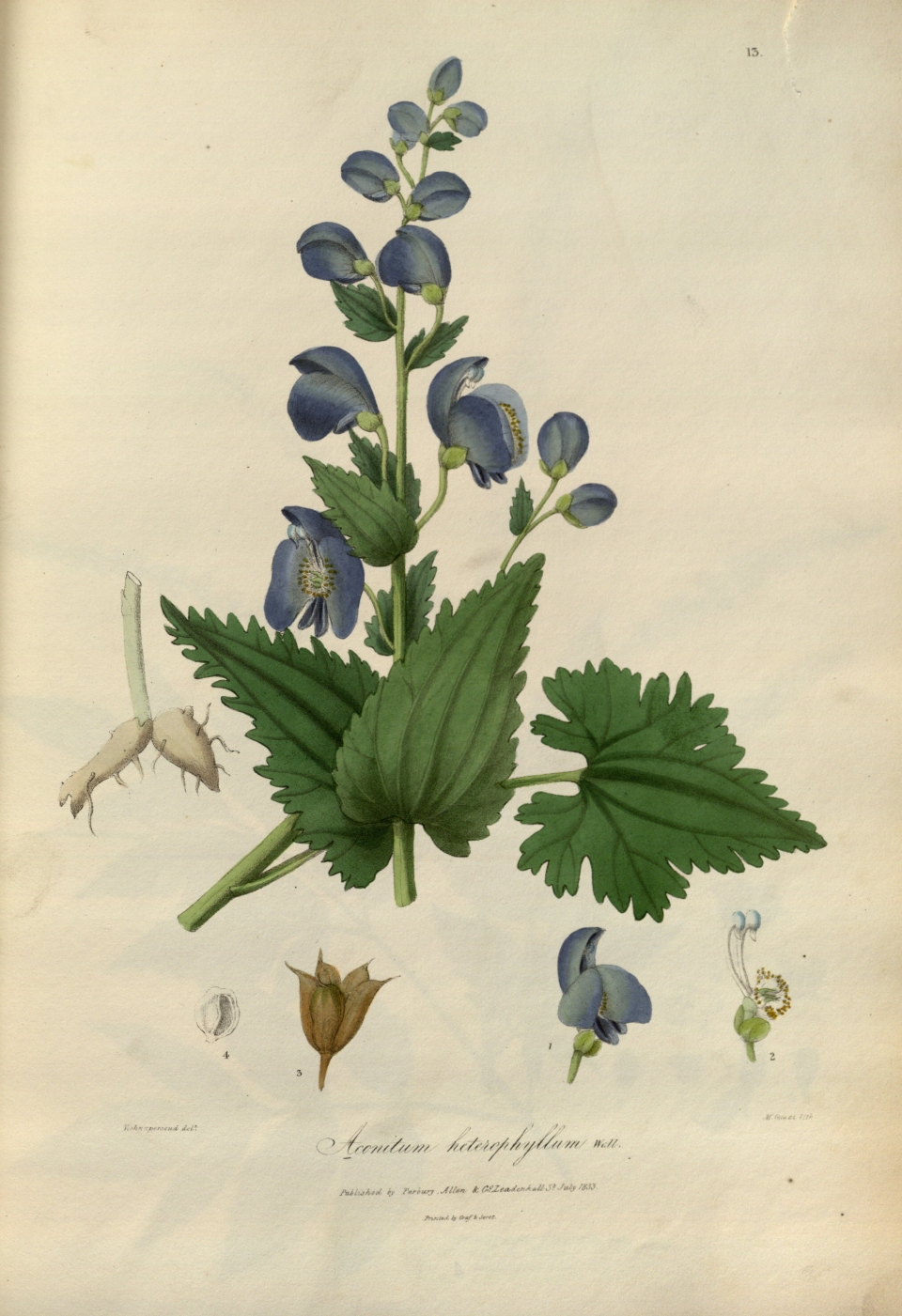 Aconitum heterophyllum