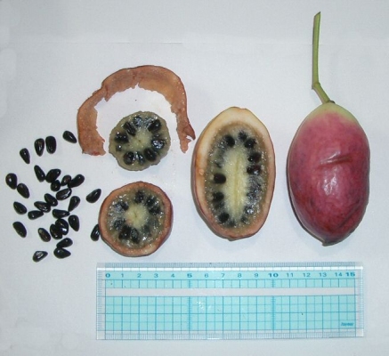 Stauntonia hexaphylla