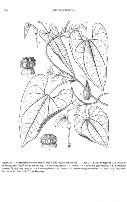 Aristolochia fordiana