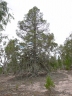 Callitris endlicheri