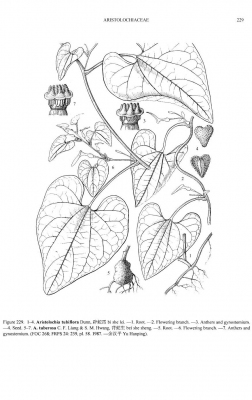 Aristolochia tubiflora