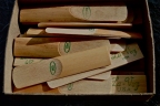 Arundo donax