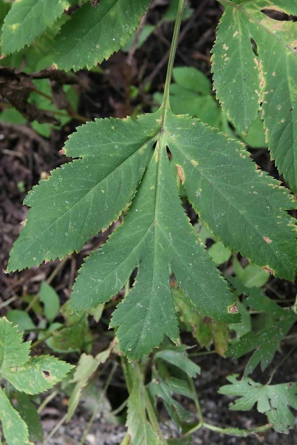 Angelica gigas