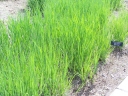 Panicum virgatum