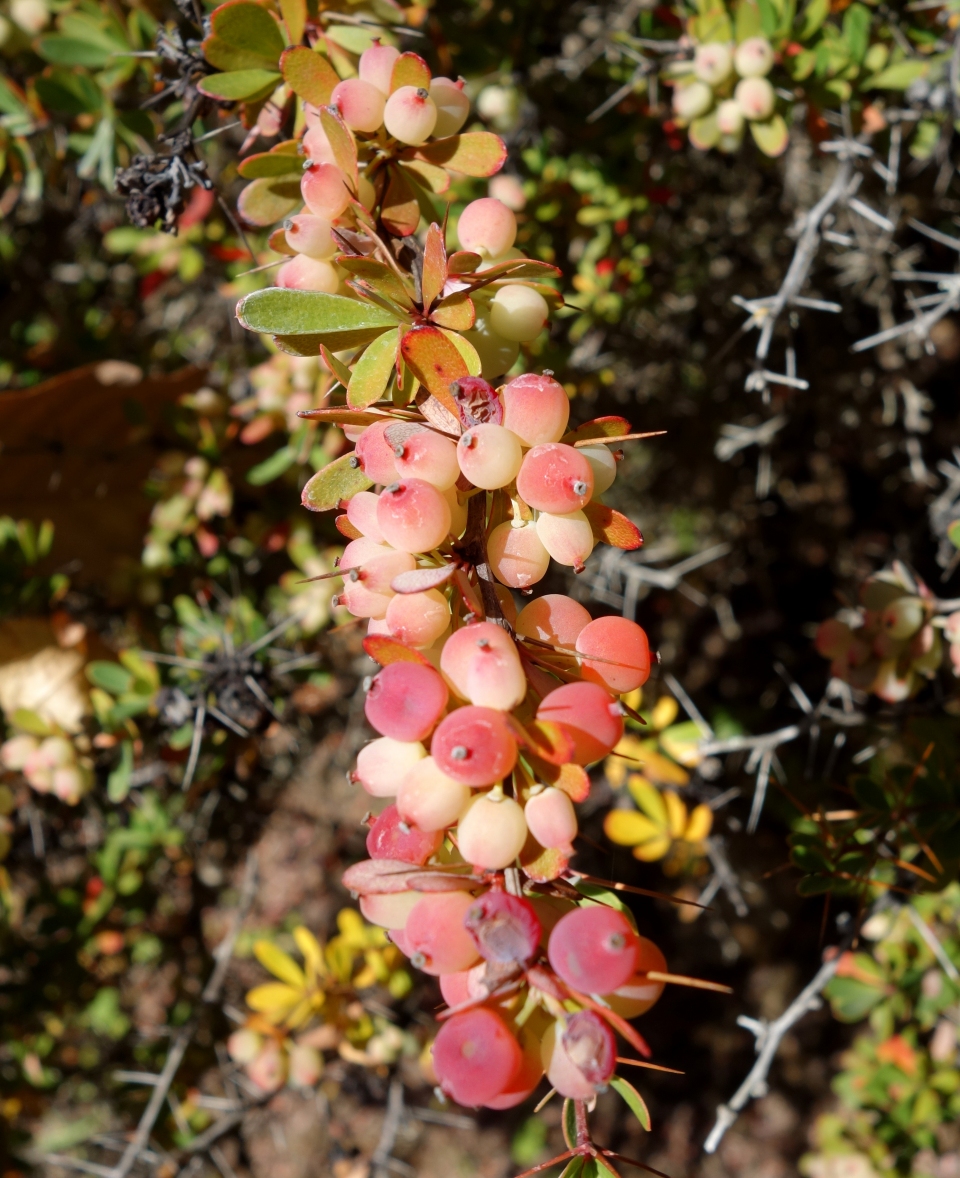 Berberis wilsoniae