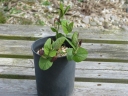 Aristolochia rotunda