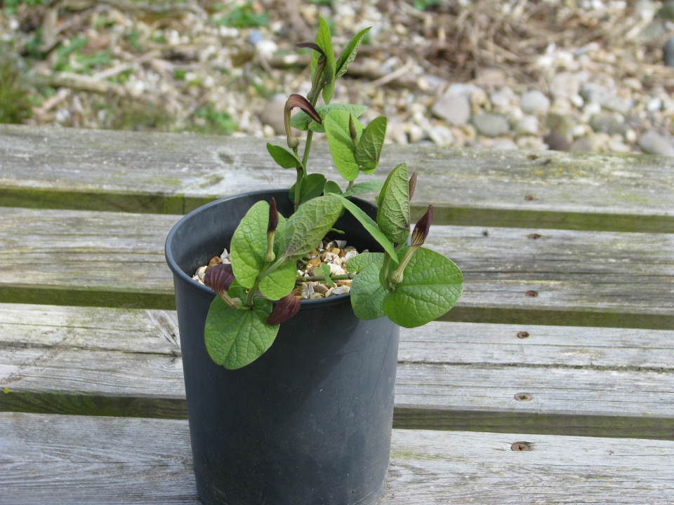 Aristolochia rotunda