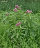 Asclepias incarnata