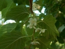 Actinidia kolomikta