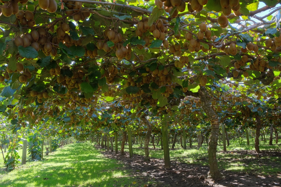 Actinidia deliciosa