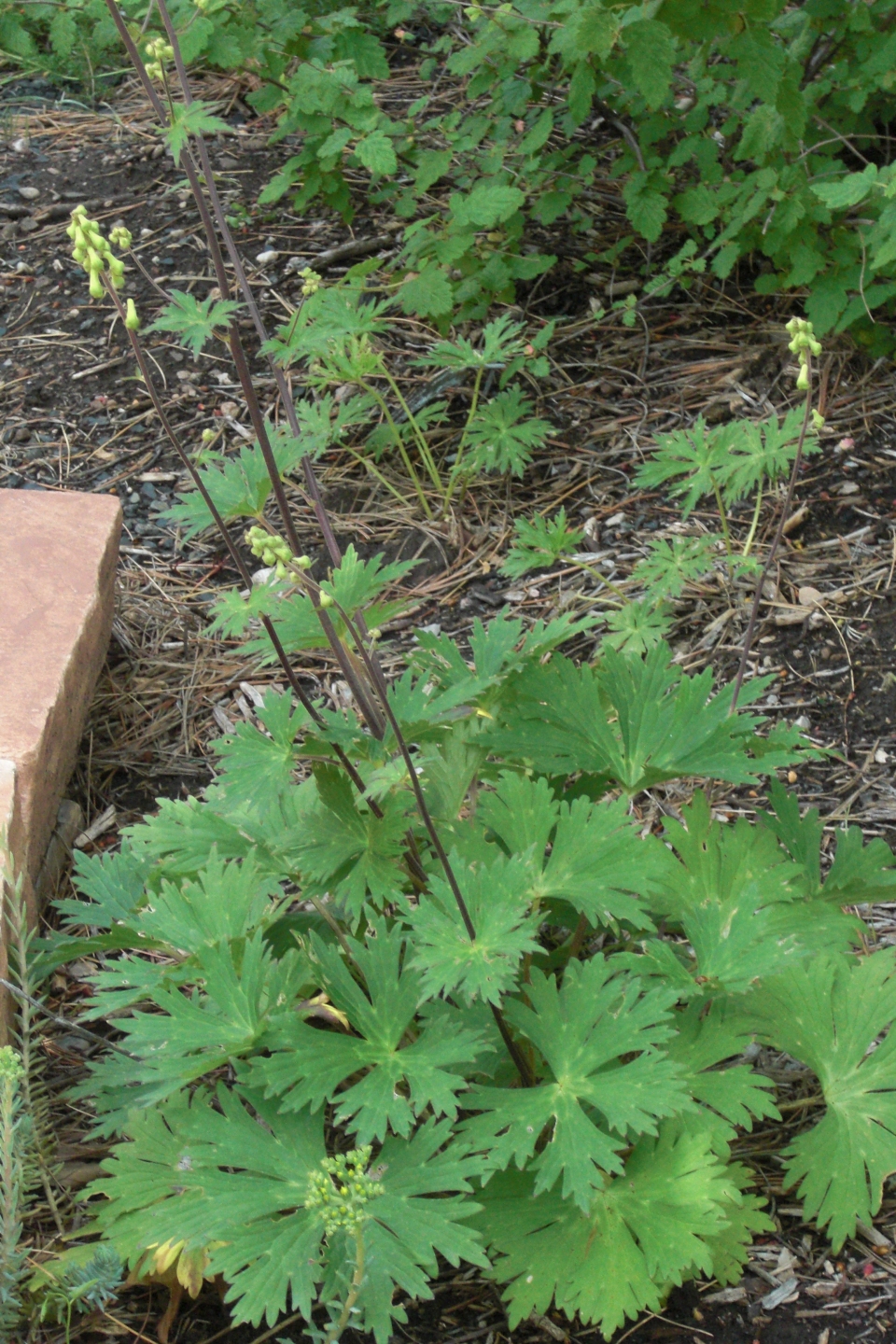 Aconitum septentrionale