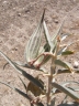 Asclepias brachystephana