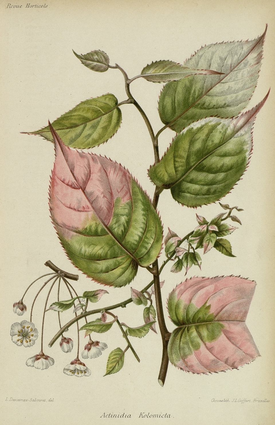 Actinidia kolomikta