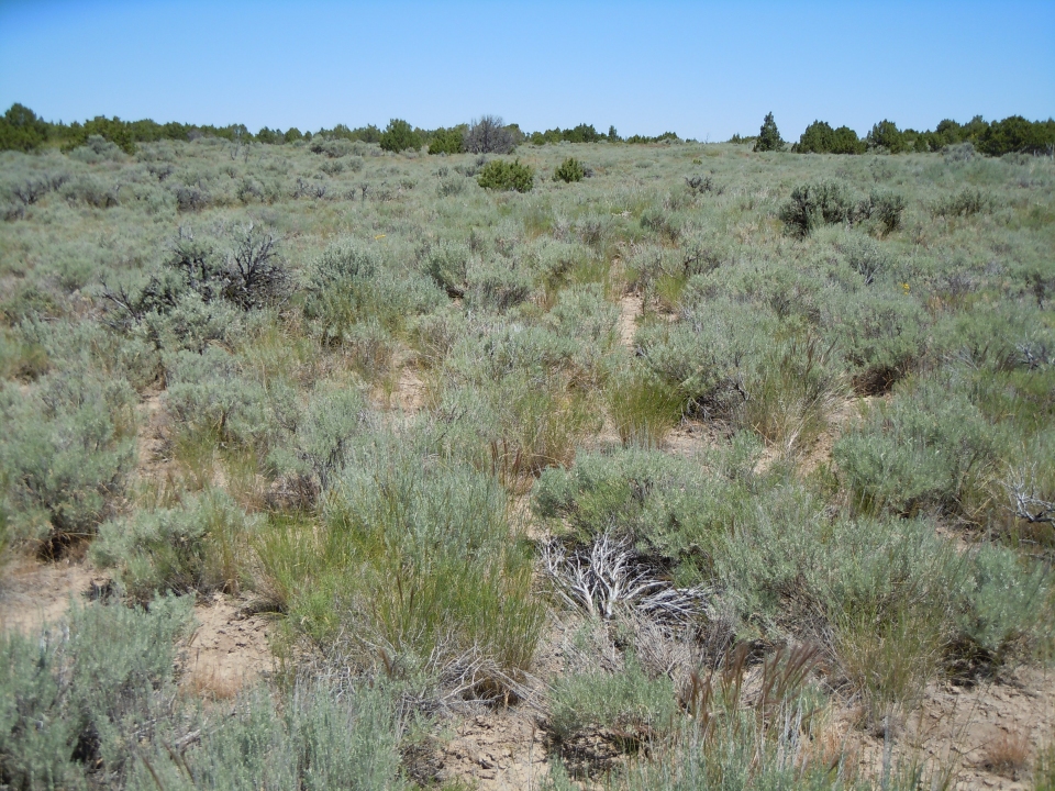 Artemisia tripartita